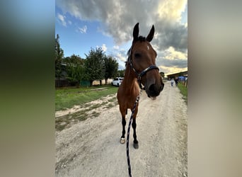 Zweibrucker, Caballo castrado, 12 años, 166 cm, Castaño oscuro