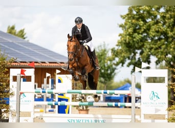 Zweibrucker, Caballo castrado, 12 años, 166 cm, Castaño oscuro