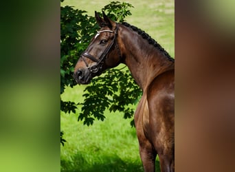 Zweibrucker, Caballo castrado, 12 años, 175 cm, Castaño