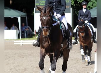 Zweibrucker, Caballo castrado, 12 años, 175 cm, Castaño