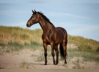 Zweibrucker, Caballo castrado, 12 años, 175 cm, Castaño