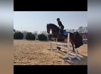 Zweibrucker, Caballo castrado, 12 años, 175 cm, Castaño