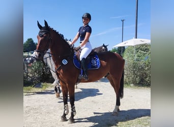 Zweibrucker, Caballo castrado, 12 años, 177 cm, Castaño