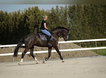 Zweibrucker, Caballo castrado, 12 años, 185 cm, Negro