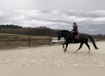Zweibrucker, Caballo castrado, 12 años, 185 cm, Negro