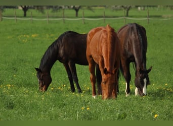 Zweibrucker, Caballo castrado, 12 años, 185 cm, Negro