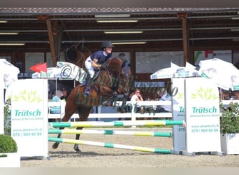 Zweibrucker, Caballo castrado, 13 años, 168 cm, Castaño