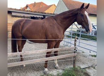 Zweibrucker, Caballo castrado, 13 años, 178 cm, Alazán rojizo