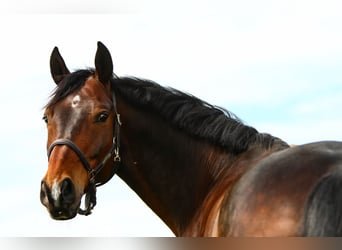 Zweibrucker, Caballo castrado, 14 años, 168 cm, Castaño oscuro