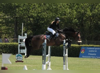 Zweibrucker, Caballo castrado, 14 años, 172 cm, Castaño