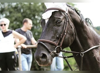 Zweibrucker, Caballo castrado, 15 años, 172 cm, Negro