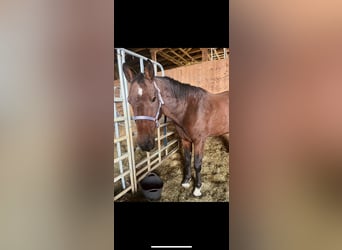 Zweibrucker, Caballo castrado, 16 años, 176 cm, Castaño
