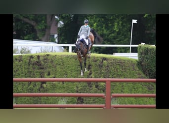 Zweibrucker, Caballo castrado, 17 años, 167 cm, Castaño