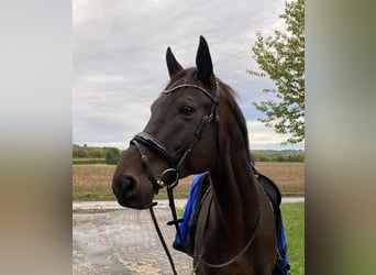 Zweibrucker, Caballo castrado, 17 años, 168 cm, Castaño oscuro