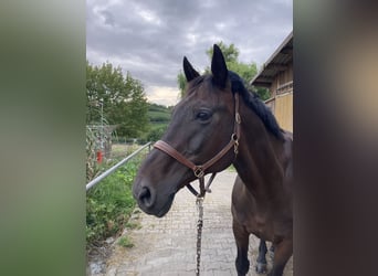 Zweibrucker, Caballo castrado, 17 años, 168 cm, Castaño oscuro