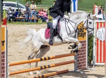 Zweibrucker, Caballo castrado, 18 años, 165 cm, Tordo