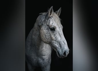 Zweibrucker, Caballo castrado, 18 años, 170 cm, Tordo picazo