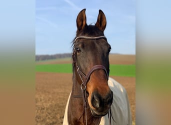 Zweibrucker, Caballo castrado, 18 años, 172 cm, Castaño oscuro