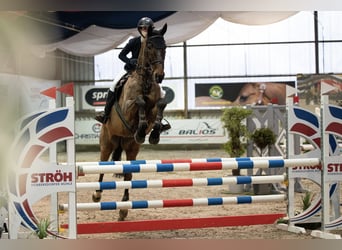 Zweibrucker, Caballo castrado, 18 años, 180 cm, Castaño oscuro