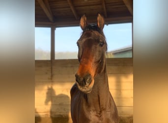 Zweibrucker, Caballo castrado, 19 años, 172 cm, Castaño oscuro