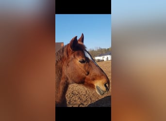 Zweibrucker, Caballo castrado, 21 años, 165 cm, Alazán-tostado