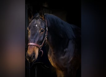 Zweibrucker, Caballo castrado, 3 años, 178 cm, Castaño oscuro
