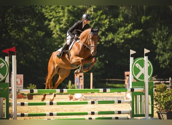 Zweibrucker, Caballo castrado, 5 años, 170 cm, Alazán