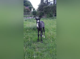 Zweibrucker, Caballo castrado, 5 años, 174 cm, Negro