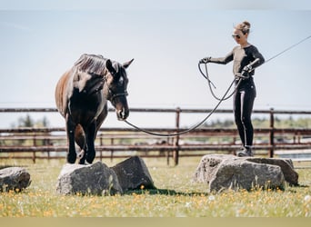 Zweibrucker, Caballo castrado, 6 años, 172 cm, Castaño oscuro
