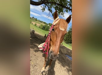 Zweibrucker Mestizo, Caballo castrado, 7 años, 165 cm, Alazán