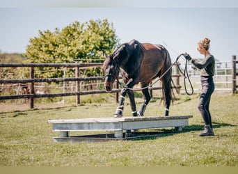 Zweibrucker, Caballo castrado, 7 años, 172 cm, Castaño oscuro