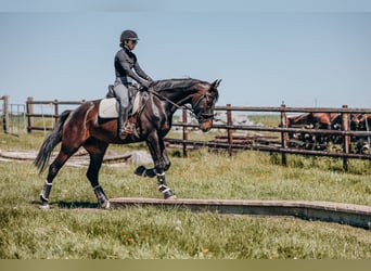 Zweibrucker, Caballo castrado, 7 años, 172 cm, Castaño oscuro