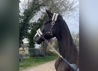 Zweibrucker, Caballo castrado, 9 años, 168 cm, Negro