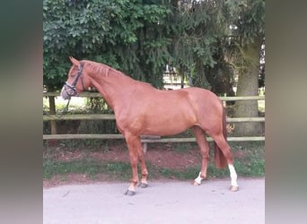 Zweibrucker, Yegua, 14 años, 167 cm, Alazán