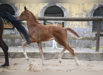 Zweibrucker, Yegua, 14 años, 170 cm, Castaño