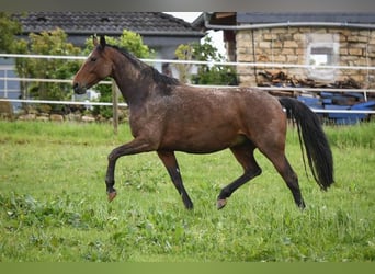 Zweibrucker, Yegua, 14 años, 170 cm, Castaño