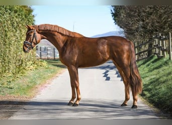 Zweibrucker, Yegua, 14 años, 170 cm, Castaño