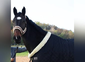 Zweibrucker, Yegua, 14 años, 177 cm, Castaño oscuro