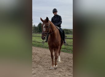 Zweibrucker, Yegua, 16 años, 163 cm, Alazán