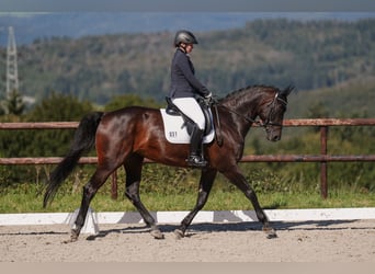 Zweibrucker, Yegua, 16 años, 173 cm, Castaño oscuro