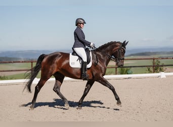 Zweibrucker, Yegua, 16 años, 173 cm, Castaño oscuro