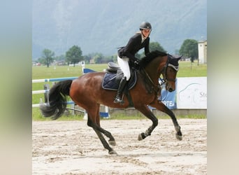 Zweibrucker, Yegua, 17 años, 160 cm, Castaño