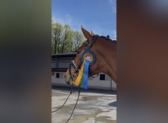 Zweibrucker, Yegua, 4 años, 165 cm, Castaño