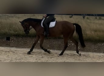 Zweibrucker, Yegua, 4 años, 165 cm, Castaño