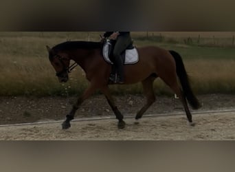 Zweibrucker, Yegua, 4 años, 165 cm, Castaño