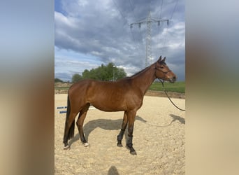 Zweibrucker, Yegua, 4 años, 165 cm, Castaño