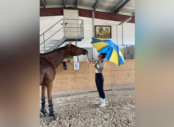 Zweibrucker, Yegua, 4 años, 165 cm, Castaño