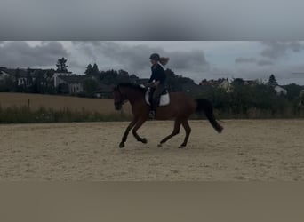 Zweibrucker, Yegua, 4 años, 165 cm, Castaño