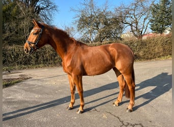 Zweibrucker, Yegua, 5 años, 162 cm, Alazán