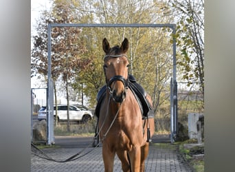 Zweibrucker, Yegua, 5 años, 165 cm, Castaño